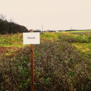 Crop rotation, intercropping, cover crops-image