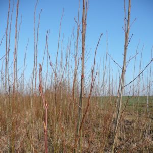 Umwandlung von Ackerland in Grasland/Laubwald oder Kurzumtriebsplantagen-image