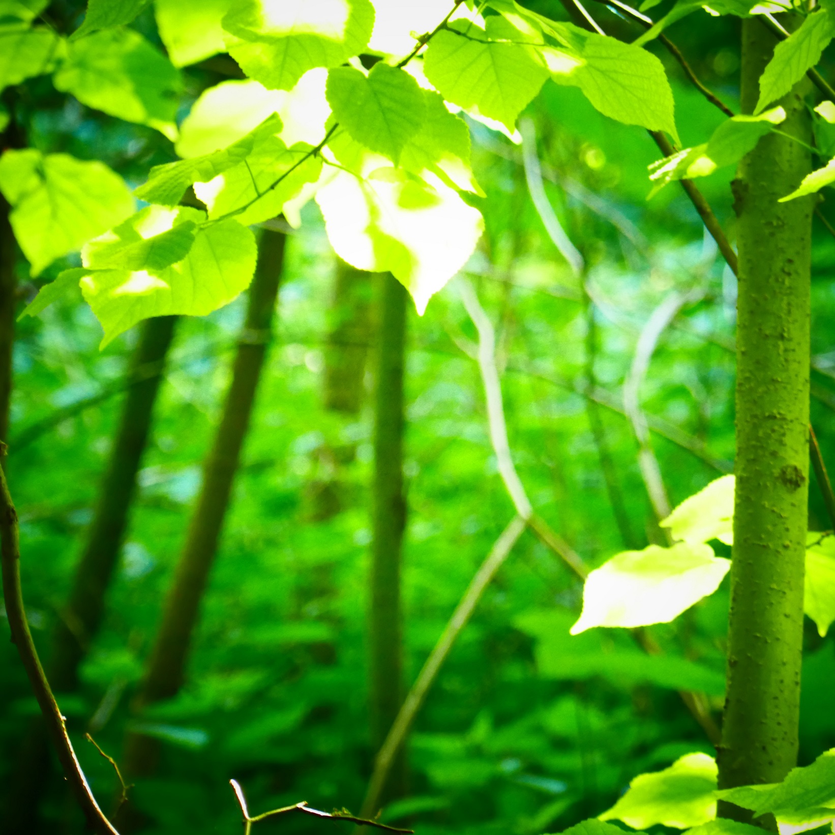 Ochrana, obnova a zmlazení lesů zvláště na svazích-image