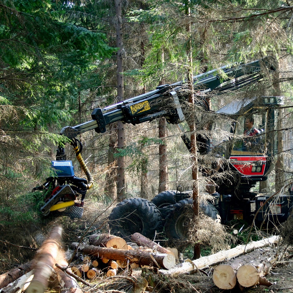 Risikominderung bei der Holzernte und Waldpflege Image