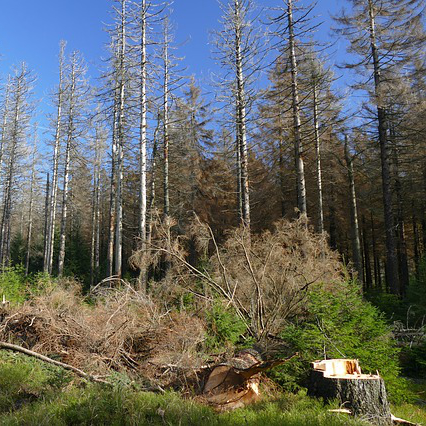 Immediate reforestation of areas damaged by natural disasters-image