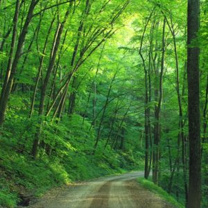 Decommissioning of farmland and forest roads-image