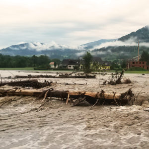Revitalizacija poplavnih područja i šuma na poplavnim područjima, priroda sukcesija-image