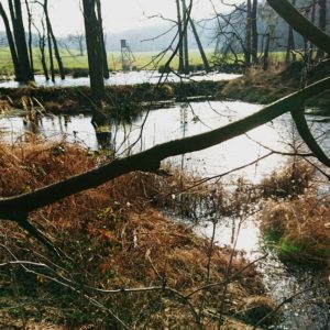 Restoration of wetlands-image