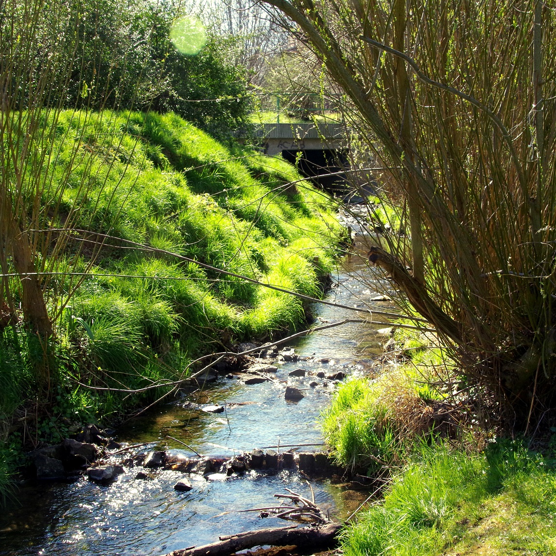 Pufferzonen der Ufervegetation und Pflanzenkläranlagen zum Schutz von Gewässern vor Verschmutzung Image